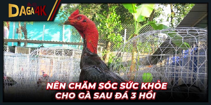 Nên chăm sóc sức khỏe cho gà sau đá 3 hồi