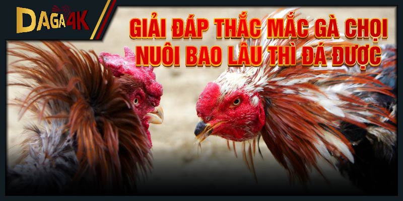 Giải đáp thắc mắc gà chọi nuôi bao lâu thì đá được