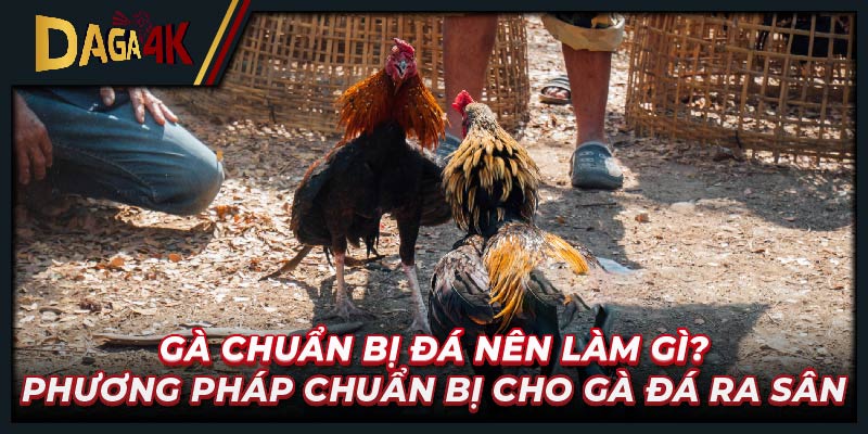 Gà chuẩn bị đá nên làm gì? Phương pháp chuẩn bị cho gà đá ra sân