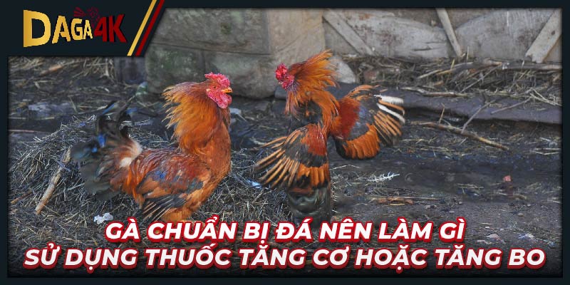 Gà chuẩn bị đá nên làm gì - Sử dụng thuốc tăng cơ hoặc tăng bo