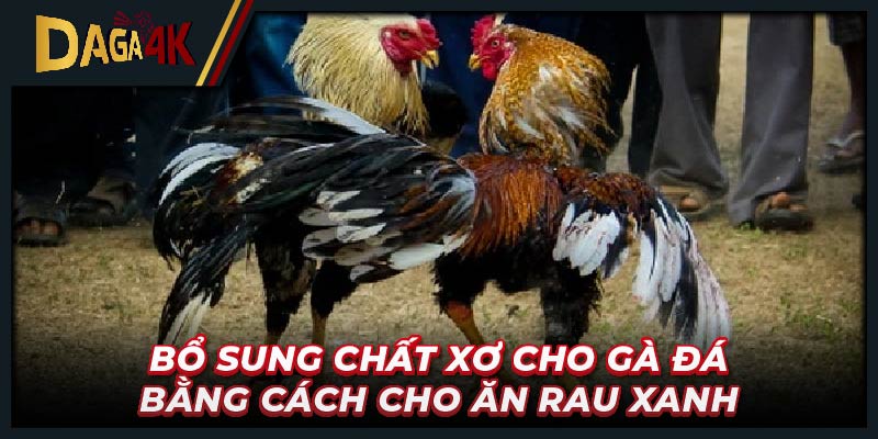 Bổ sung chất xơ cho gà đá bằng cách cho ăn rau xanh