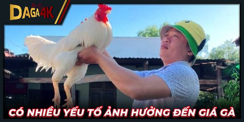 Có nhiều yếu tố ảnh hưởng đến giá gà