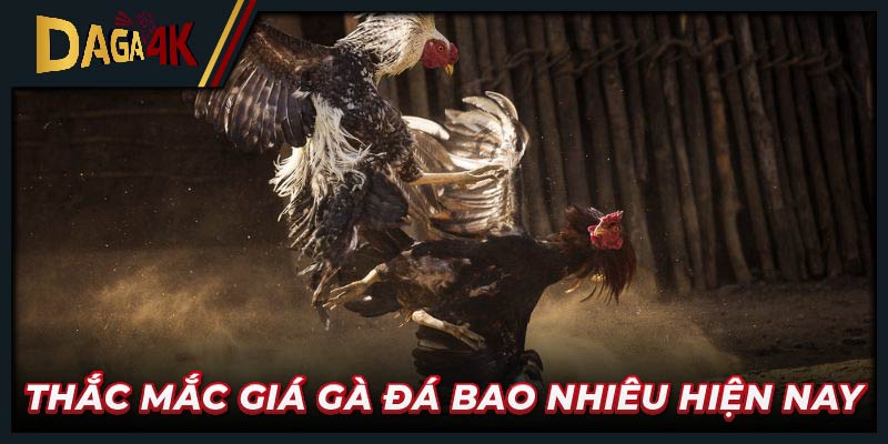 Thắc mắc giá gà đá bao nhiêu hiện nay