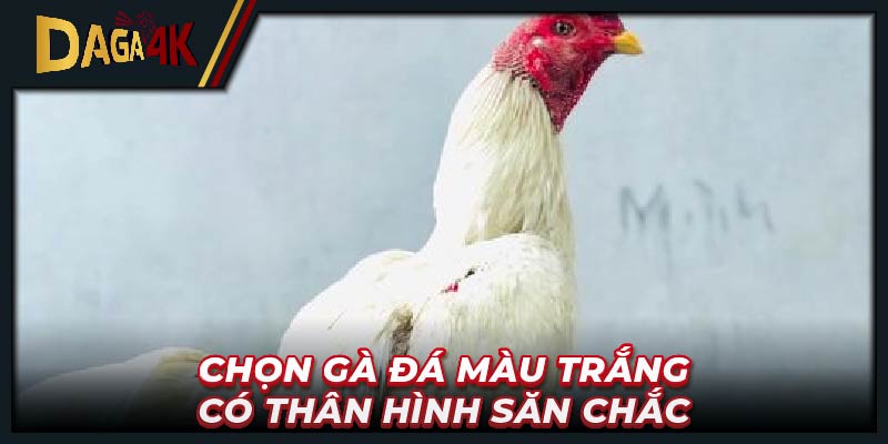 Chọn gà đá màu trắng có thân hình săn chắc