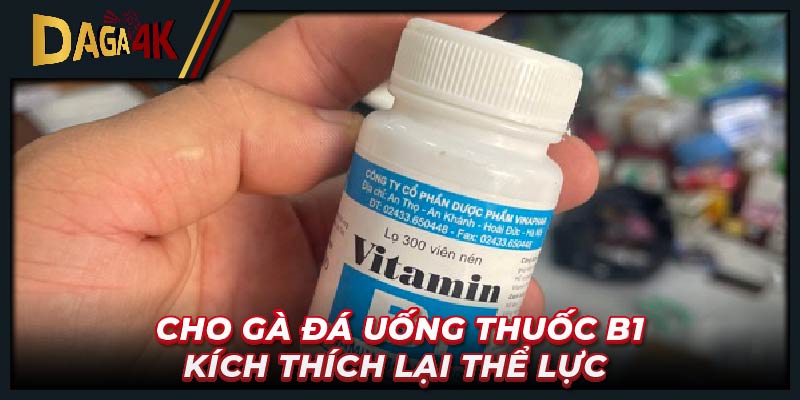 Cho gà đá uống thuốc B1 kích thích lại thể lực 