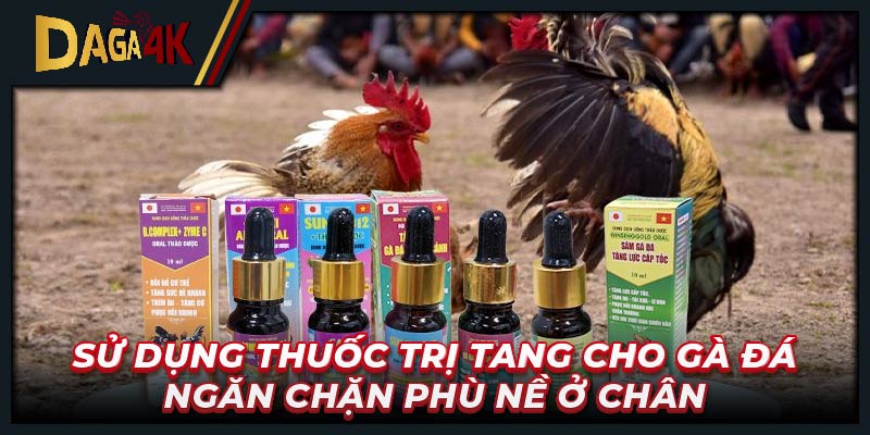 Sử dụng thuốc trị tang cho gà đá ngăn chặn phù nề ở chân