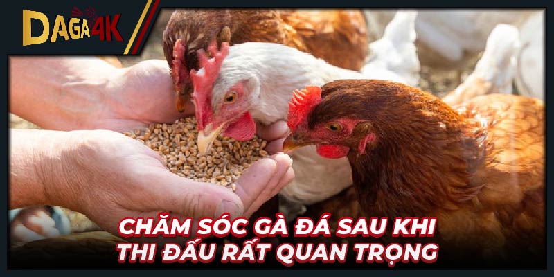 Chăm sóc gà đá sau khi thi đấu rất quan trọng