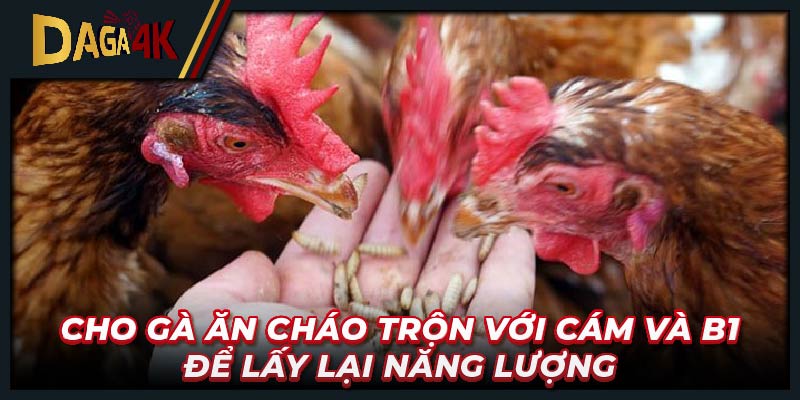 Cho gà ăn cháo trộn với cám và B1 để lấy lại năng lượng