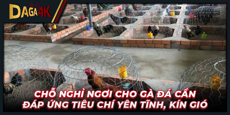 Chỗ nghỉ ngơi cho gà đá cần đáp ứng tiêu chí yên tĩnh, kín gió