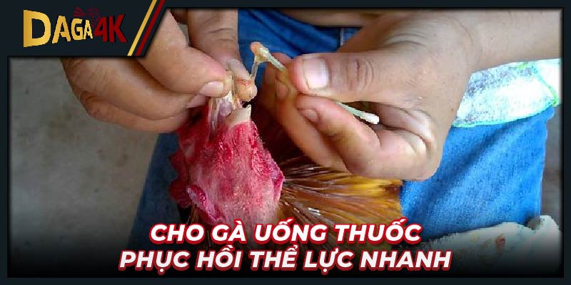 Cho gà uống thuốc phục hồi thể lực nhanh