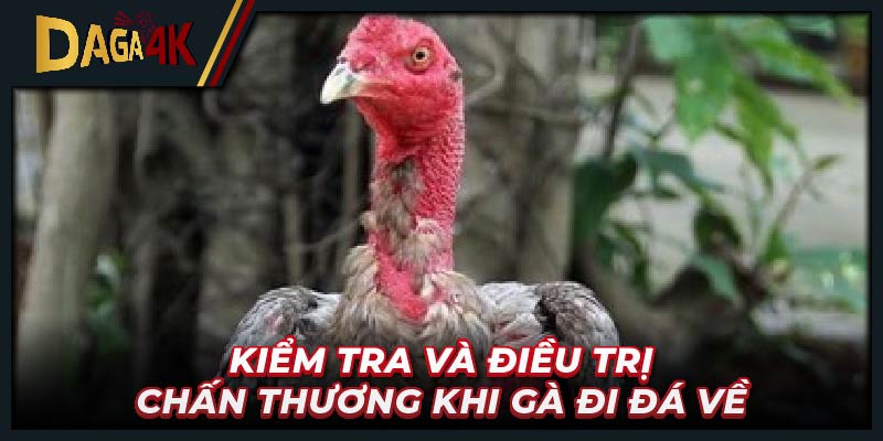 Kiểm tra và điều trị chấn thương khi gà đi đá về