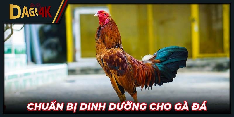 Chuẩn bị dinh dưỡng cho gà đá