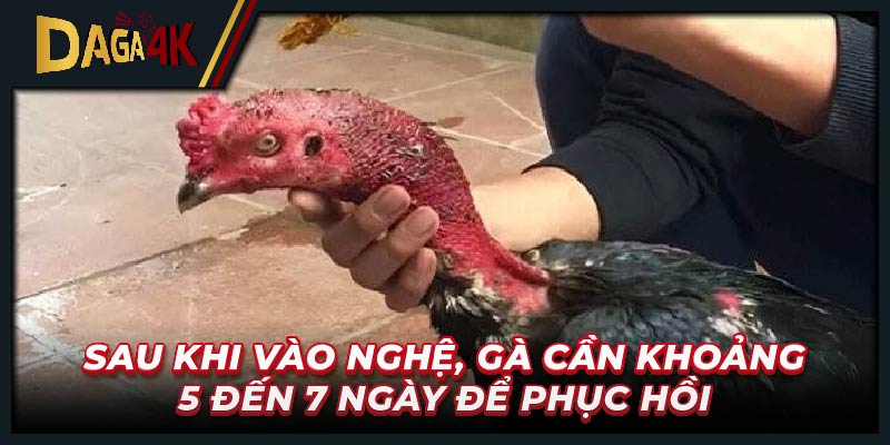 Sau khi vào nghệ, gà cần khoảng 5 đến 7 ngày để phục hồi