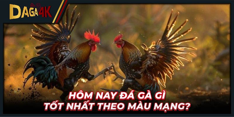 Hôm nay đá gà gì tốt nhất theo màu mạng?