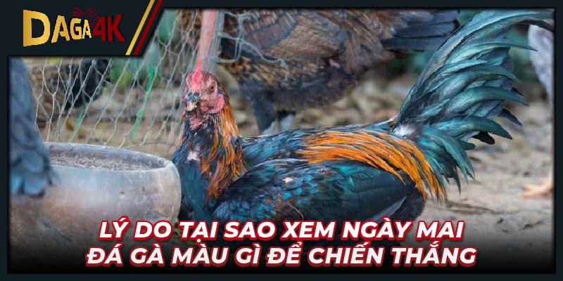 Lý do tại sao xem ngày mai đá gà màu gì để chiến thắng