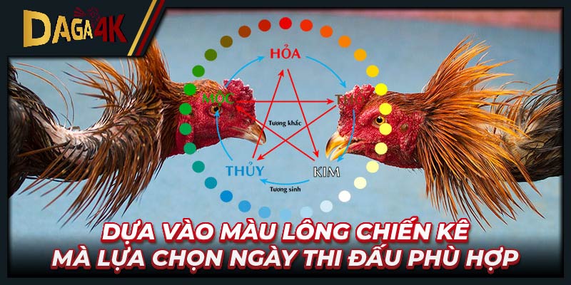 Dựa vào màu lông chiến kê mà lựa chọn ngày thi đấu phù hợp