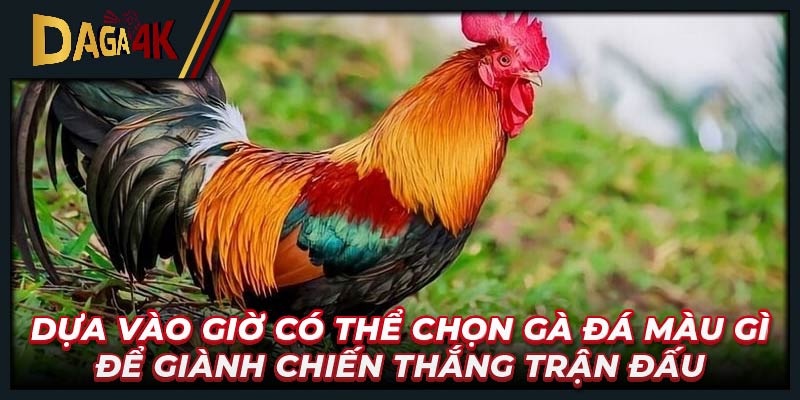 Dựa vào giờ có thể chọn gà đá màu gì để giành chiến thắng trận đấu