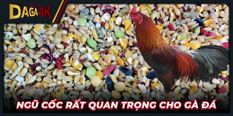 Ngũ cốc rất quan trọng cho gà đá