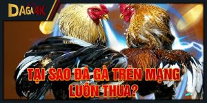 tại sao đá gà trên mạng luôn thua