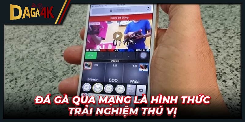 Đá gà qua mạng là hình thức trải nghiệm thú vị