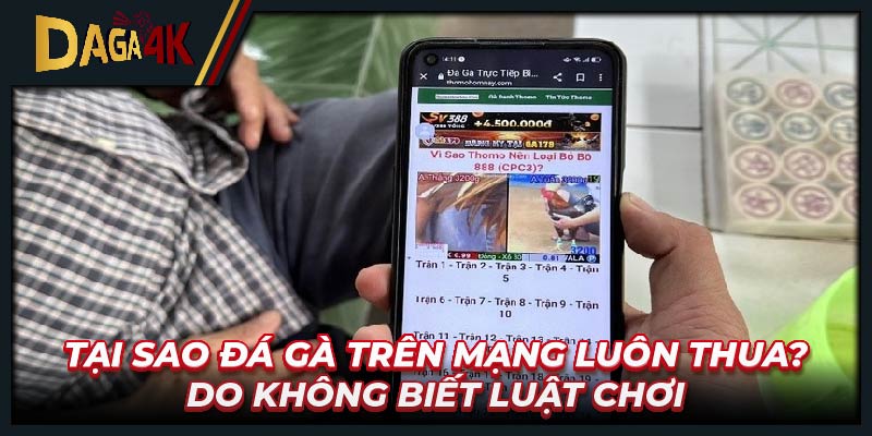 Tại sao đá gà trên mạng luôn thua? Do không biết luật chơi