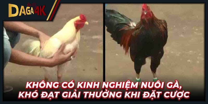 Không có kinh nghiệm nuôi gà, khó đạt giải thưởng khi đặt cược